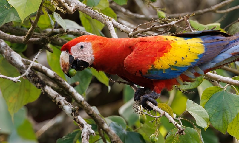 Look out for the beautiful Scarlet Macaw at Manuel Antonio National Park.