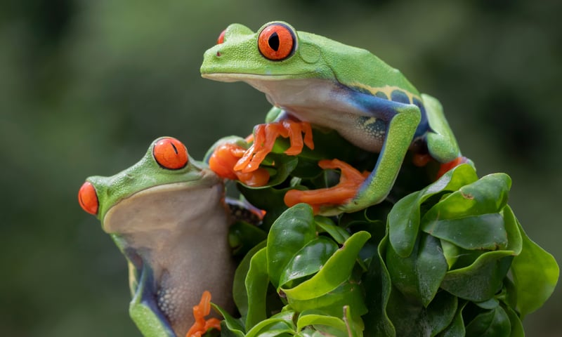 The humid rainforests of Costa Rica are home to the vibrantly coloured red-eyed tree frog.