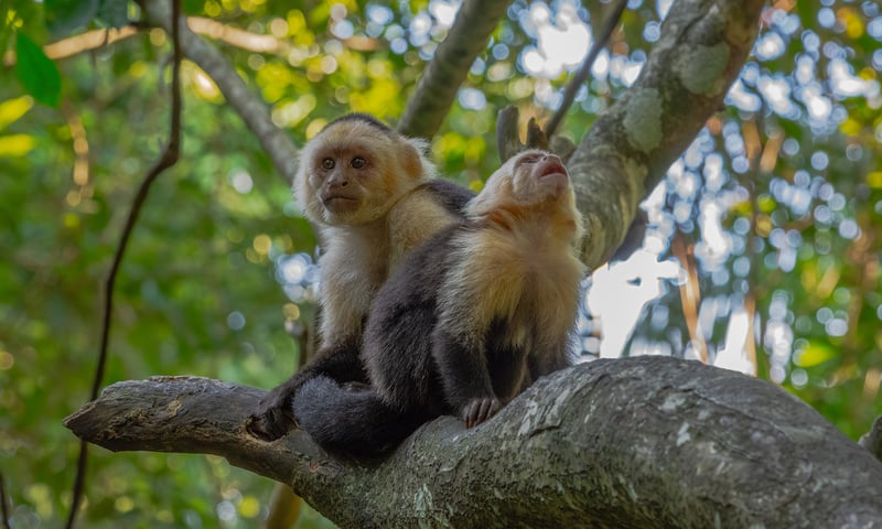 Search for Capuchin Monkeys and other wildlife in Roatán lush rainforests during your leisure time.