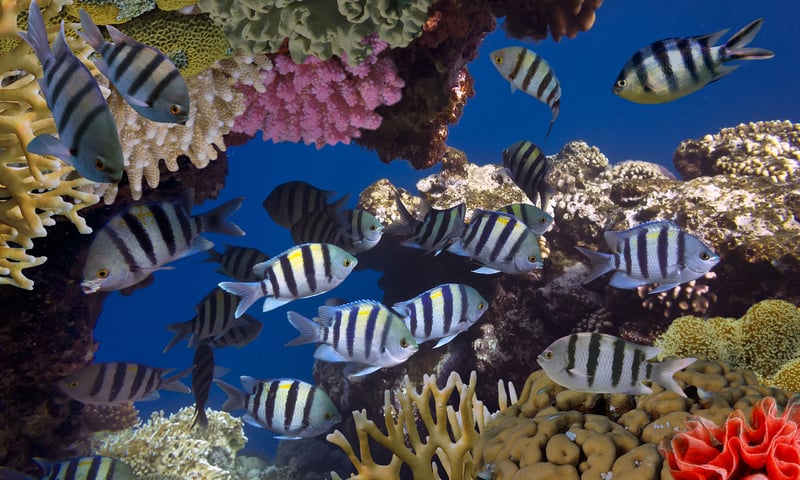 Snorkel Roatan’s colourful coral reef, Honduras.