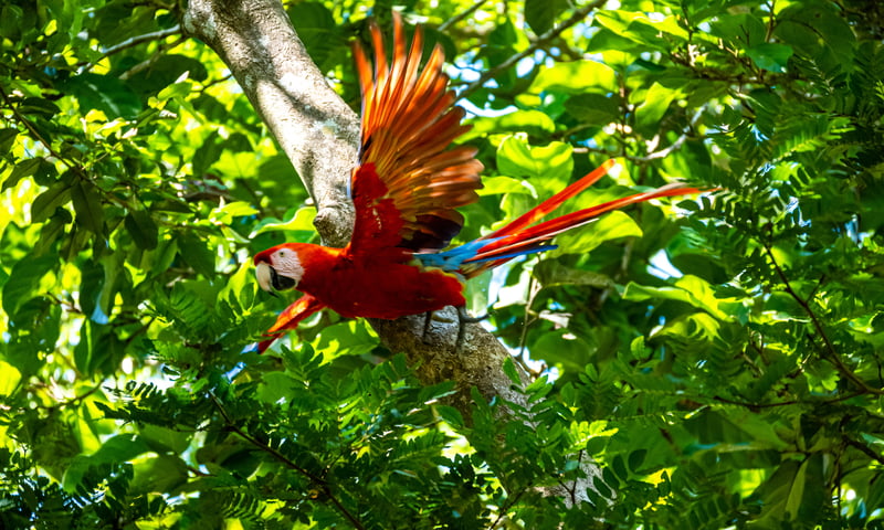 Listen for the sounds of a Red Macaw Parrot throughout the Yucatan Peninsula.