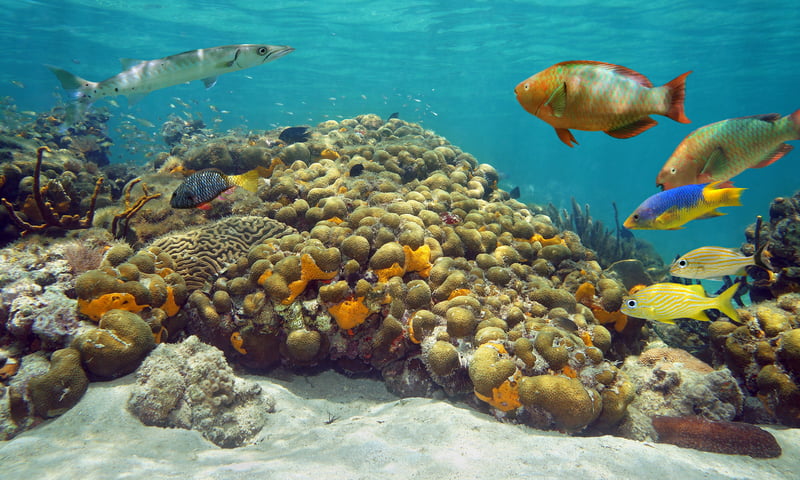 Snorkel in the crystal-clear waters of the Meso-American Reef, Costa Maya, charges may apply.