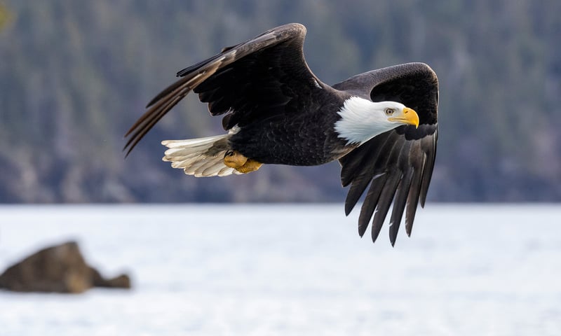 Keep your eyes on the sky for high-flying bald eagles as you sail through Alaska's Inside Passage.