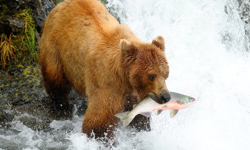 You may be able to spot a bear, moose or other wildlife.