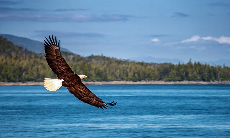 Watch the skies for an American Bald Eagle in flight.