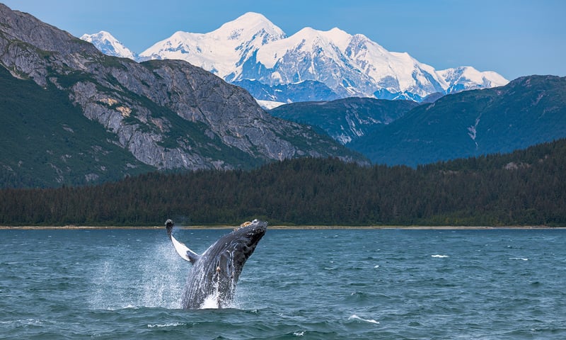 Watch out for playful orca and humpback whales as you cruise Alaska's Inside Passage.