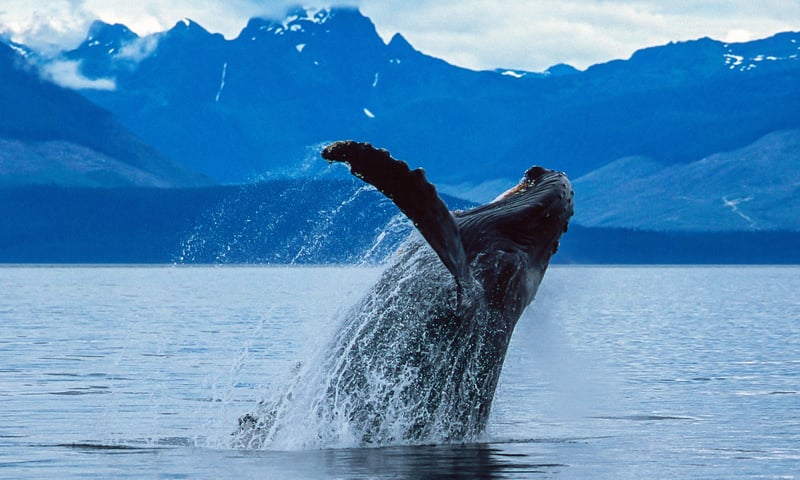 Listen for the ocean splash of a breaching Humpback whale.