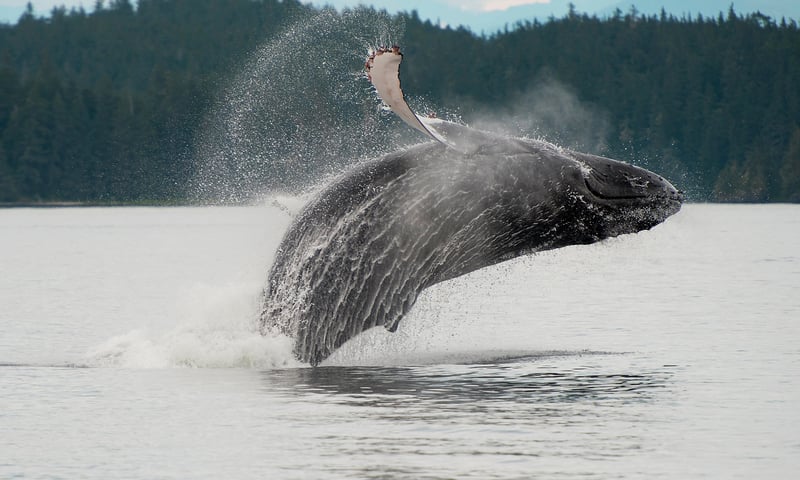Have your camera ready as you cruise Alaska's Inside Passage.