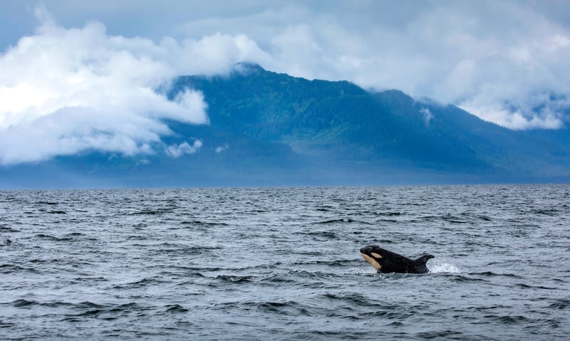 Orcas are known to swim and feed in the Inside Passage, Alaska.