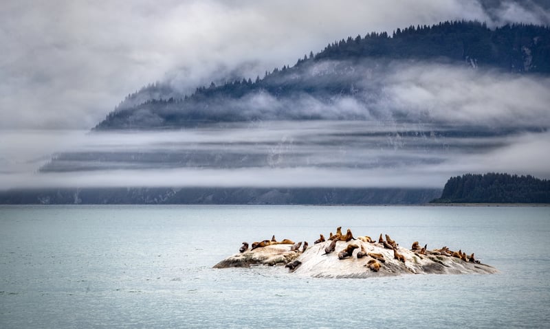 Cruise Alaska's Inside Passage, a haven for seals, whales, and playful sea otters.