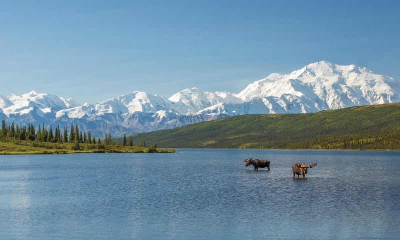 Immerse yourself in the serene wilderness of Denali National Park.