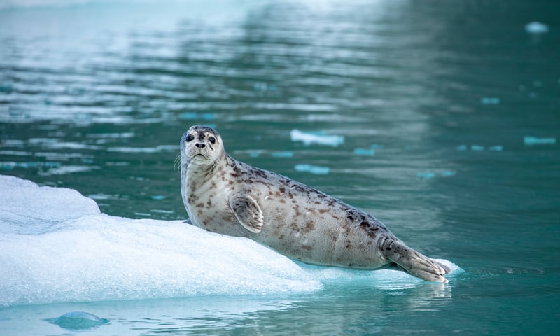 Seek out seals basking in the sun and perhaps a bear lumbering along the shores.