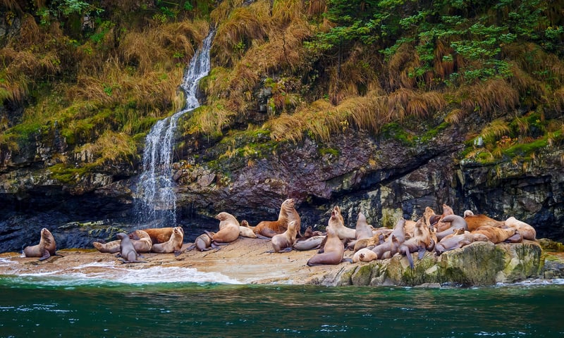 Keep your camera handy for wildlife along the shores, Stellar Sealions near Whittier.