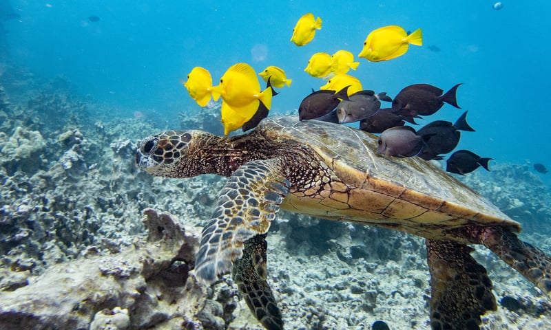 Hawaii's warm seas are  a watery home to turtles, reef fish and other marine life.
