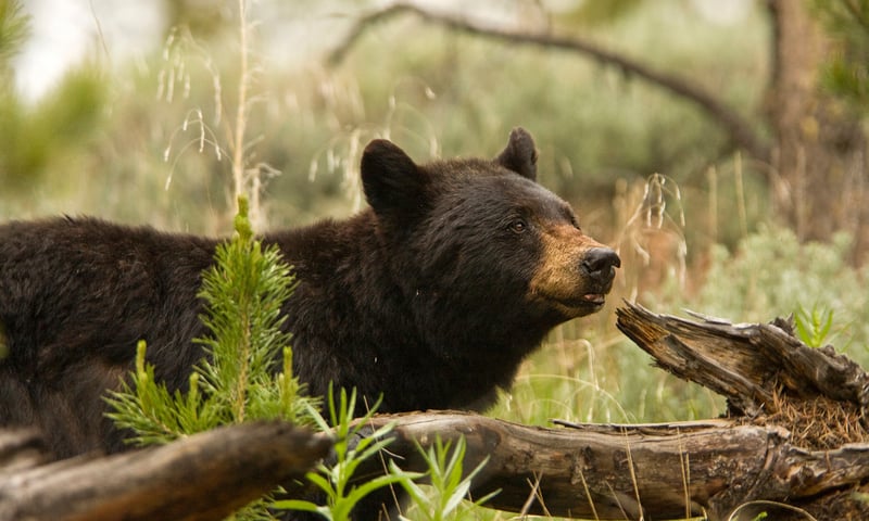 Keep your camera ready for once-in-a-lifetime shots of wildlife.