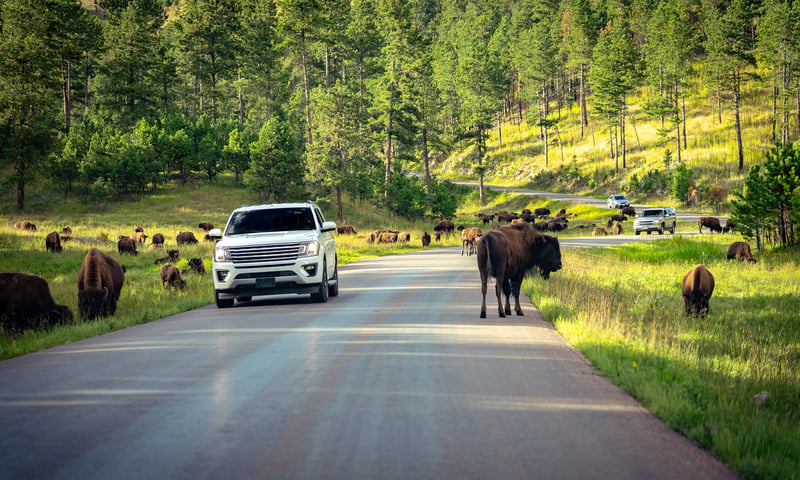 Continue to nearby Custer State Park for an unforgettable open-air Jeep Bison Safari.