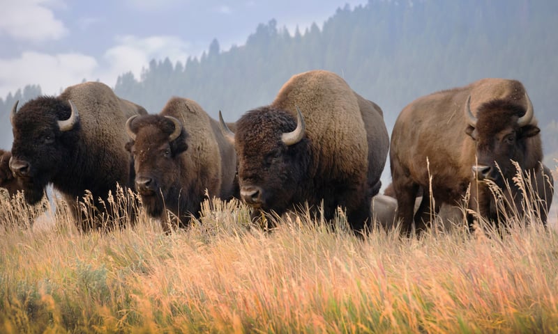 Seek herds of wild bisons while travelling through Grant Teton NP, Wyoming.