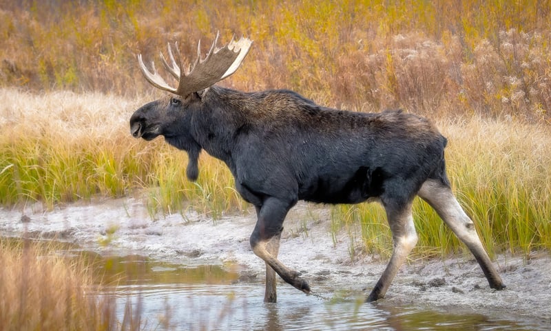 Elk roaming Grand Teton National Park are part of the Jackson elk herd, with around 11,000 animals.