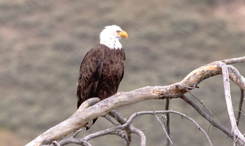 A bald eagle in Yellowstone National Park, Wyoming.