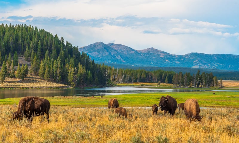 Bison in Hayden Valley, Yellowstone National Park, Wyoming.