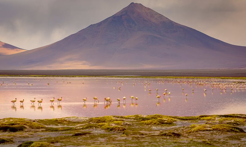 Altiplano Laguna Colorada is home to flocks of Chilean flamingo.