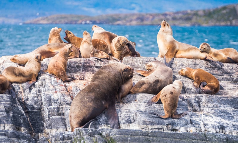 Keep your binoculars ready to spot sea lions resting on the shores of Beagle Channel.