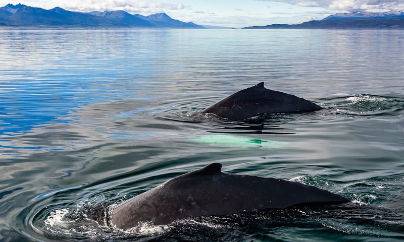 Breaching whales are a common sight in Chile's maze of waterways.
