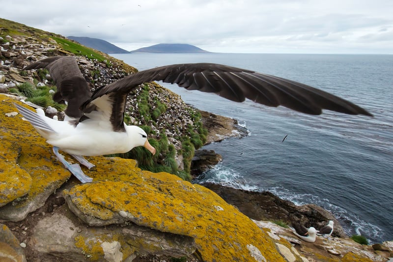 Search for Black-Browed albatross while on the Falkland Islands.