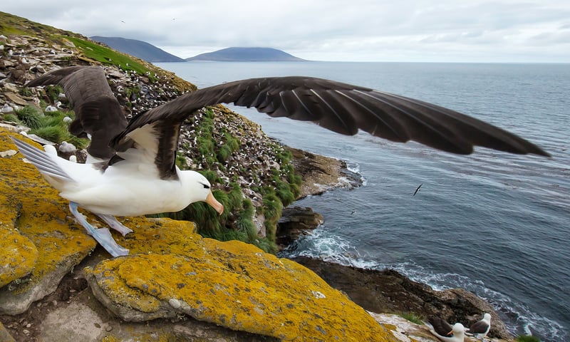 The remote Falkland Islands are home to the Brown-Browed albatross and other birdlife.