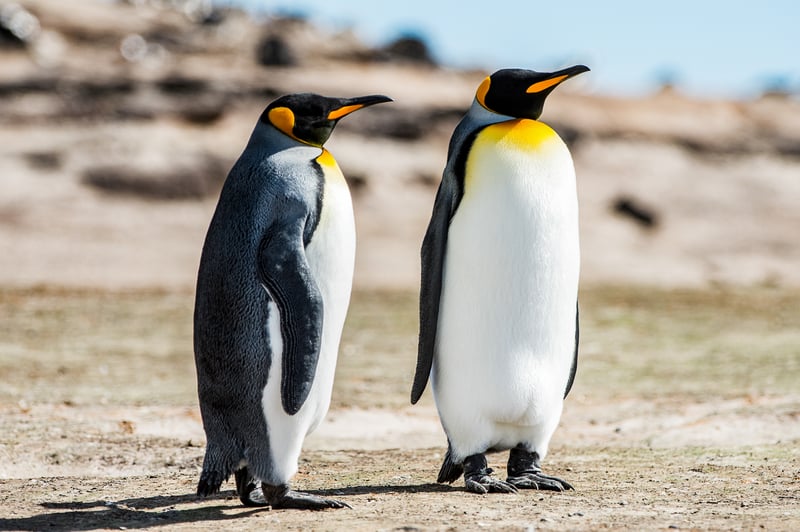 Look out for penguins  in Port Stanley, Falkland Islands.