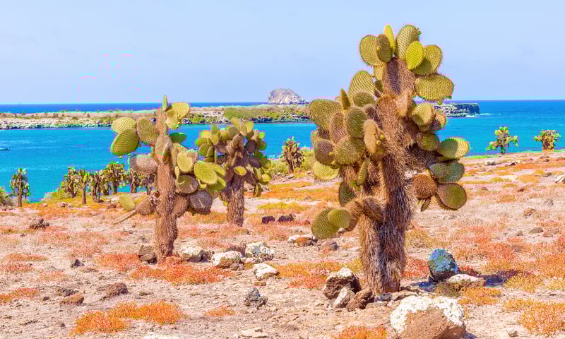 Explore mangrove-lined inlets and roam across ancient lava flows dotted with cacti.