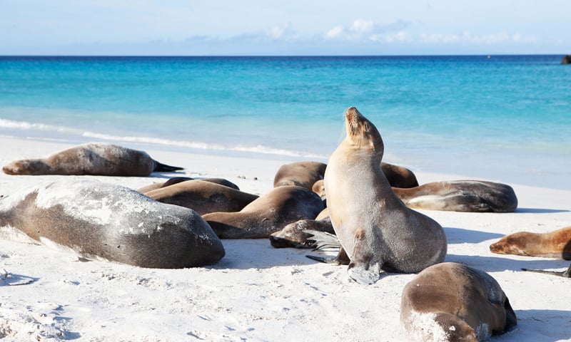 Enjoy the panoramic views, and seek out fur seals, as you stroll along sandy shores.