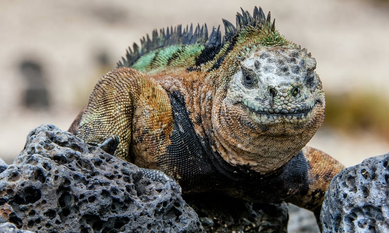 The Galapagos Islands are home to an abundance of marine and land Iguanas.