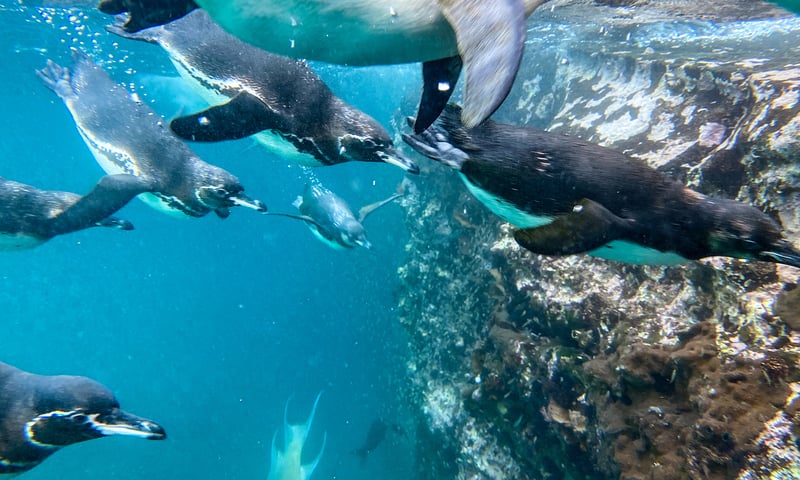 The waters are home to playful penguins, sea lions, fur seals and more.