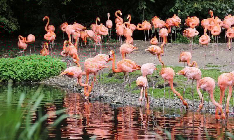 Watch for fluttering finches, colonies of flamingo, bright red frigate birds and more.