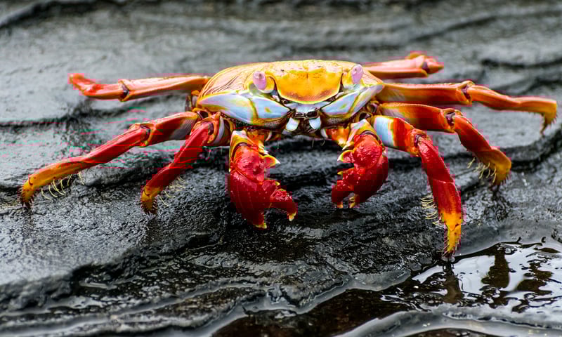 Look for the brilliantly-coloured Sally Lightfoot Crab contrasted against black lava shores.