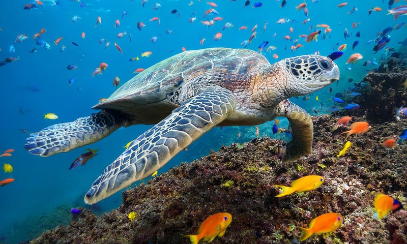 Look for sea turtles and spotted eagle rays gliding beneath the waters of Black Turtle Cove.