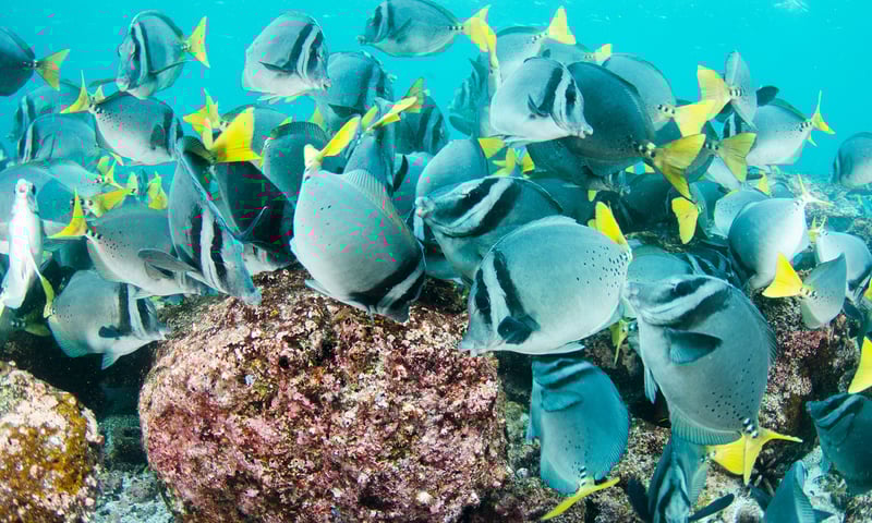The waters off the Galapagos Islands are teeming with shimmering fish.
