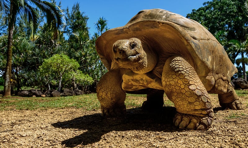 Search for wild Giant Galapagos tortoises in their natural habitat.