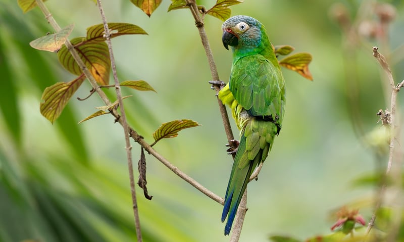 Search for dusky-headed parakeets in the Amazon (Itinerary 2).