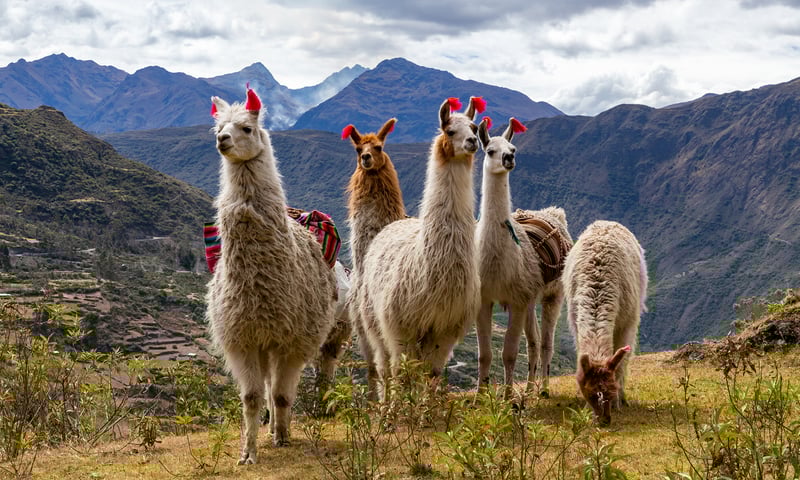 Cusco, Peru, is not only famous for its historical sites but also for its wildlife.