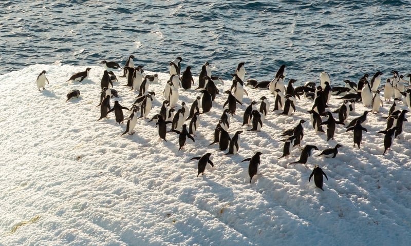 Adelie penguins in Hope Bay, Antarctica.