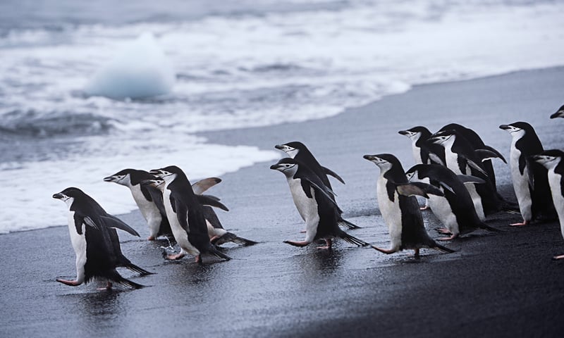Chinstrap penguins take a quick dip on the steaming volcanic shores of Deception Island.