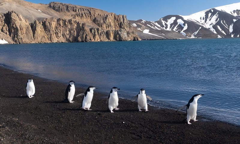 Deception Island volcanic sand beach penguins