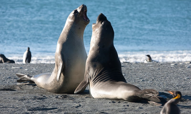 Antarctica's remote regions offer a pristine, natural haven for wildlife.