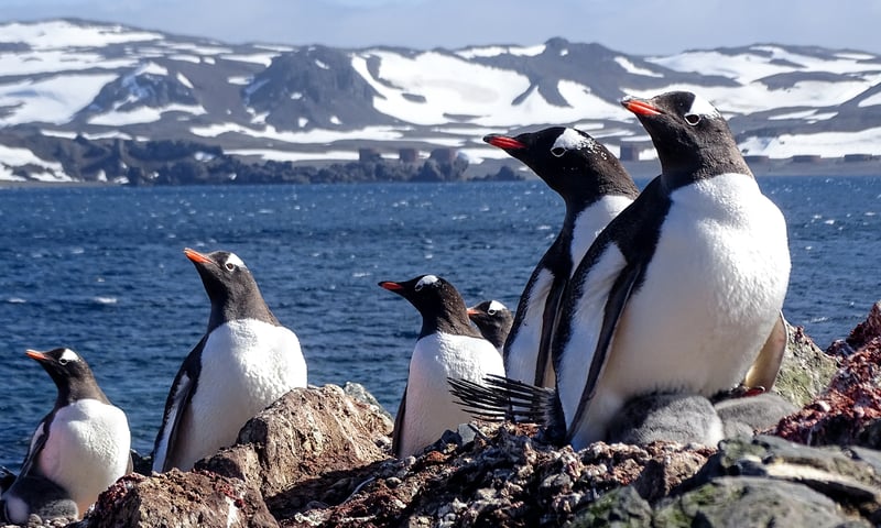 Search for spectacular Gentoo penguins on South Shetland and other remote islands.