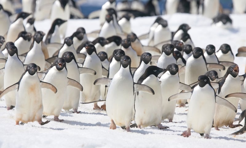 Look out for Adélie penguins on Petermann Island, Antarctica.