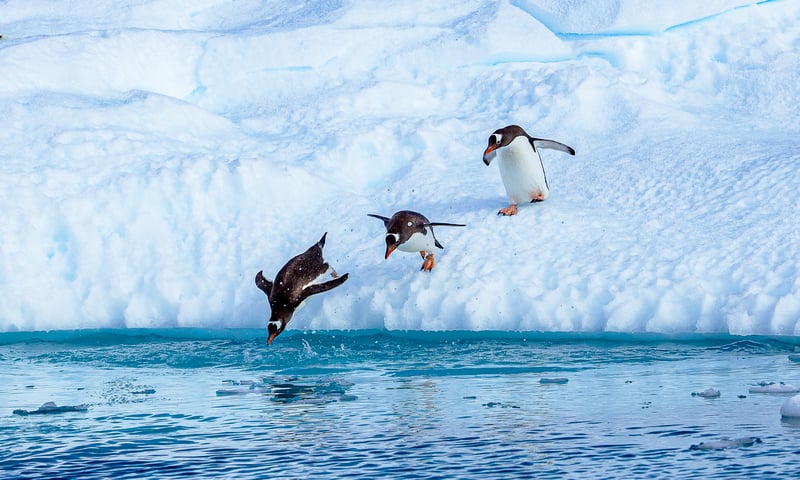 Keep your eyes peeled for penguins while sailing through Antarctica.