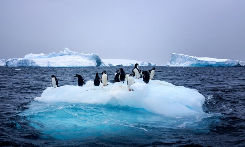 Watch for the playful antics of penguins diving from a floating iceberg.