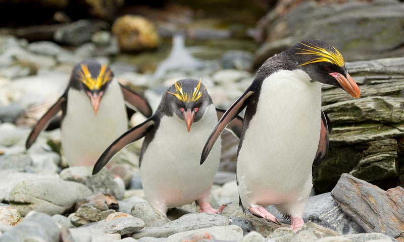 Antarctica is home to Macaroni penguins.